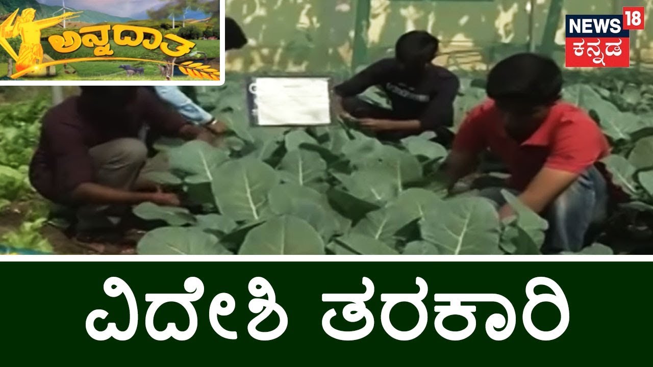 ಅನ್ನದಾತ | A Look Into Kalaburagi Farmers Exotic Foreign Crops | Feb 11, 2019