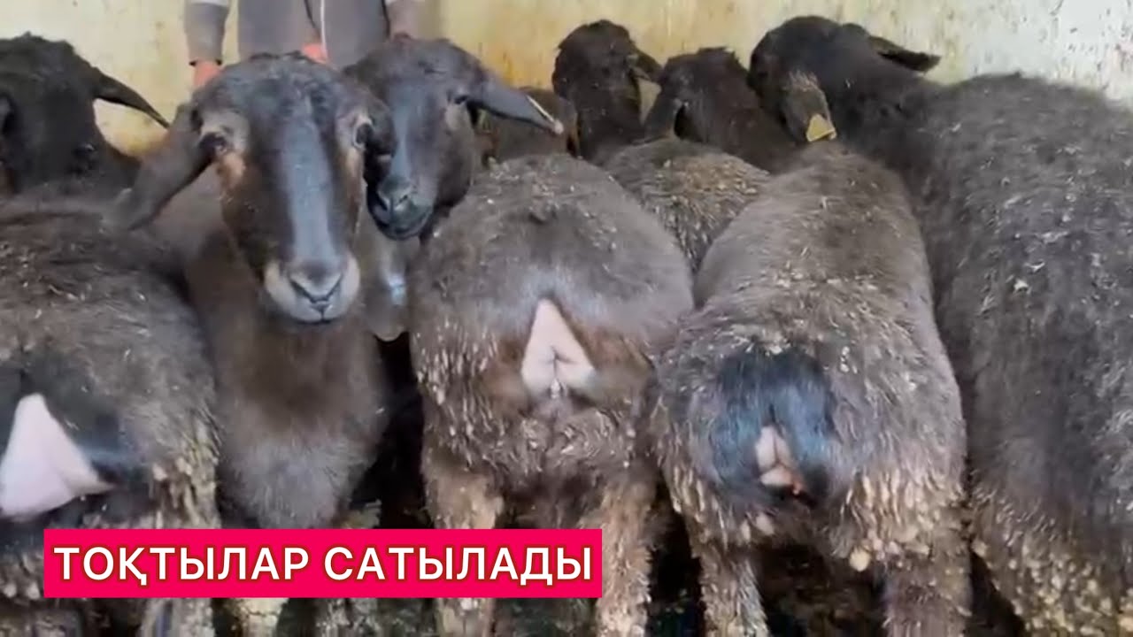 Тоқтылар сатылады Шымкент