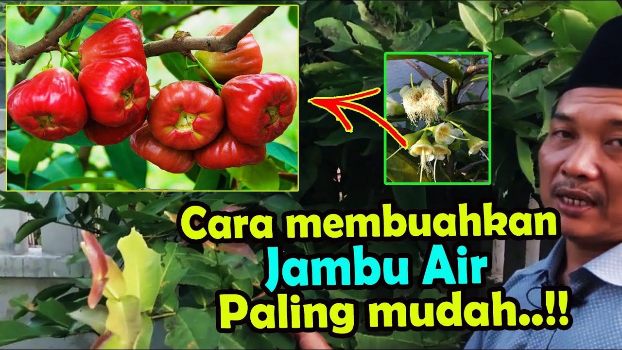 cara membuahkan jambu air paling mudah