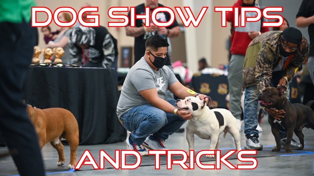 DOG SHOW TRAINING AND TIPS : AMERICAN BULLY