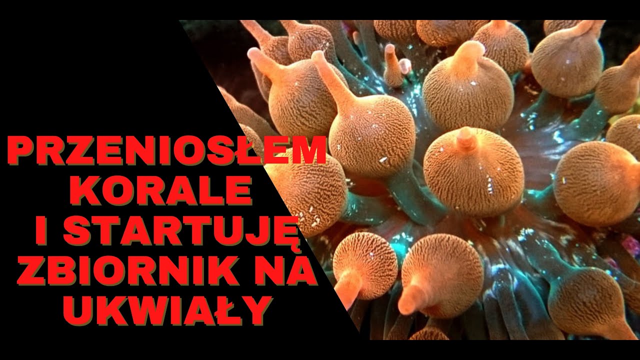 Reef Design | Budowa fragtanków | Wrzuciłem korale i przerabiam baniak na ukwiały | odc. 8