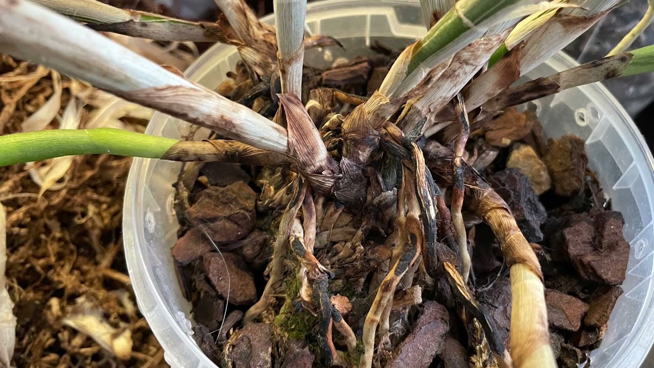 Repotting Cattleya with no roots