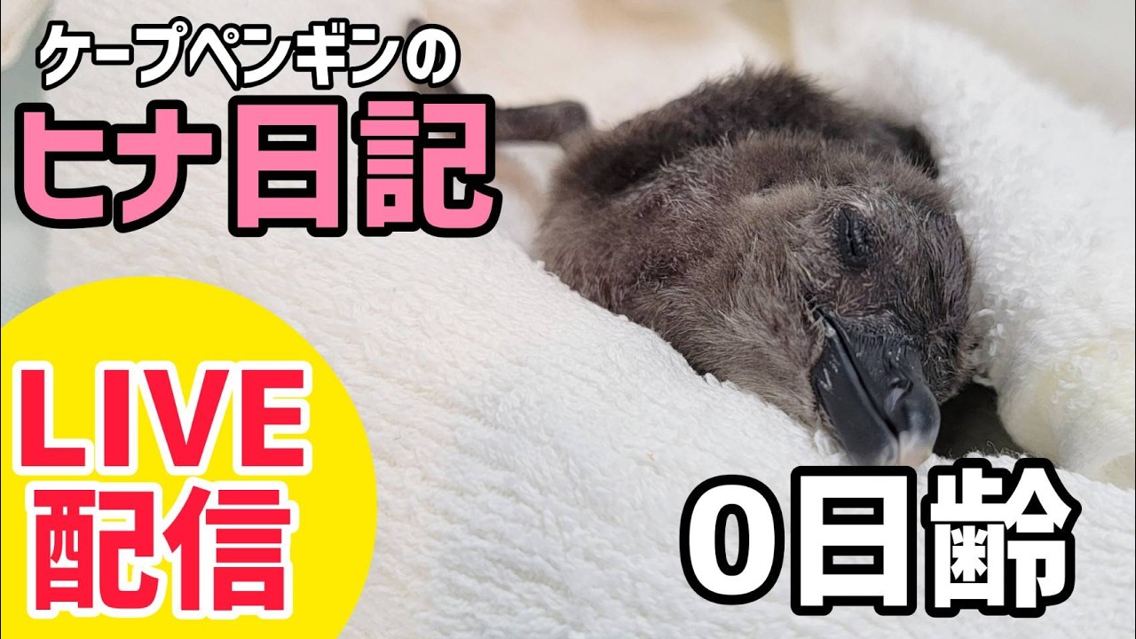【LIVE配信】ケープペンギンのヒナ日記「0日齢」【劇団ペンターズ】#live #penguin #誕生
