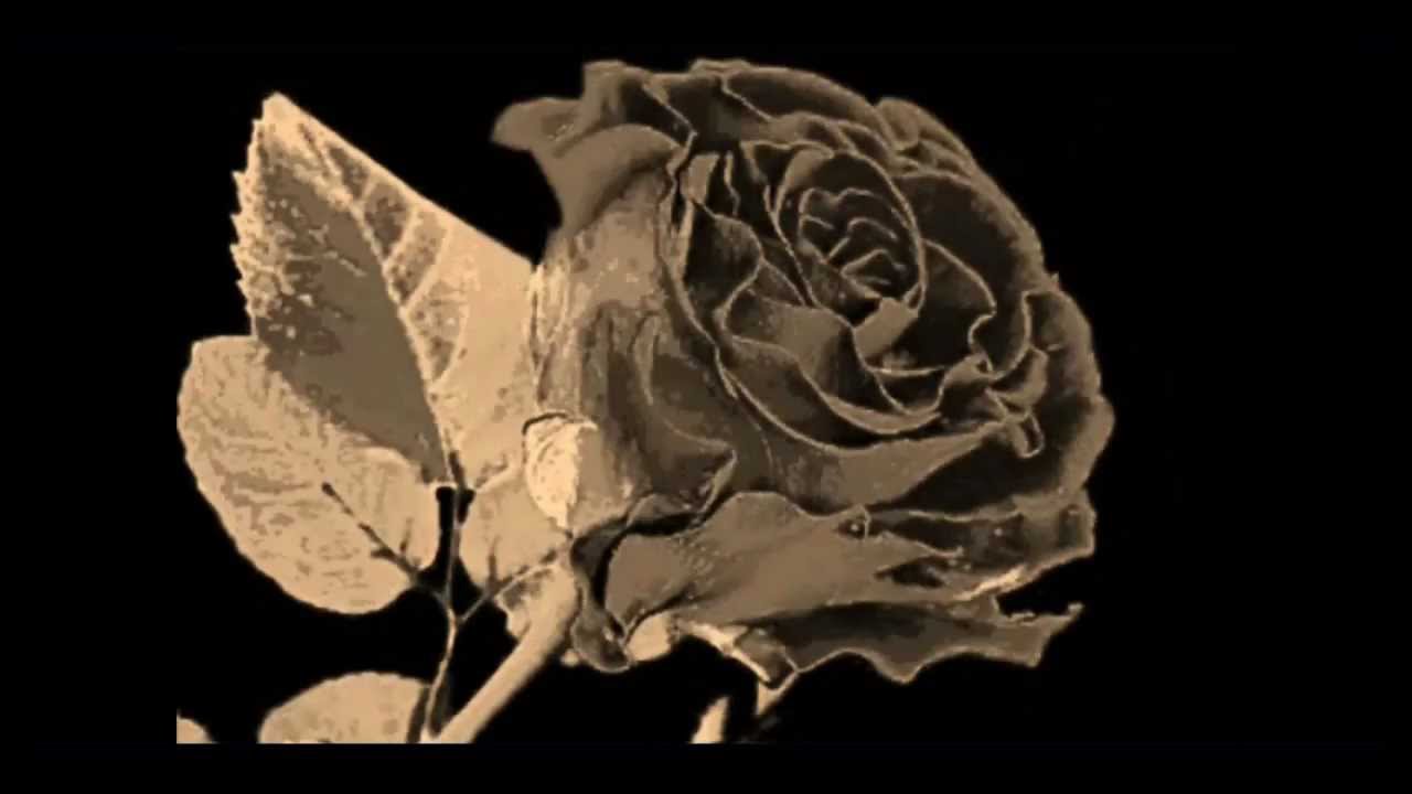 G.I.E.Z. - Die Liebesrose