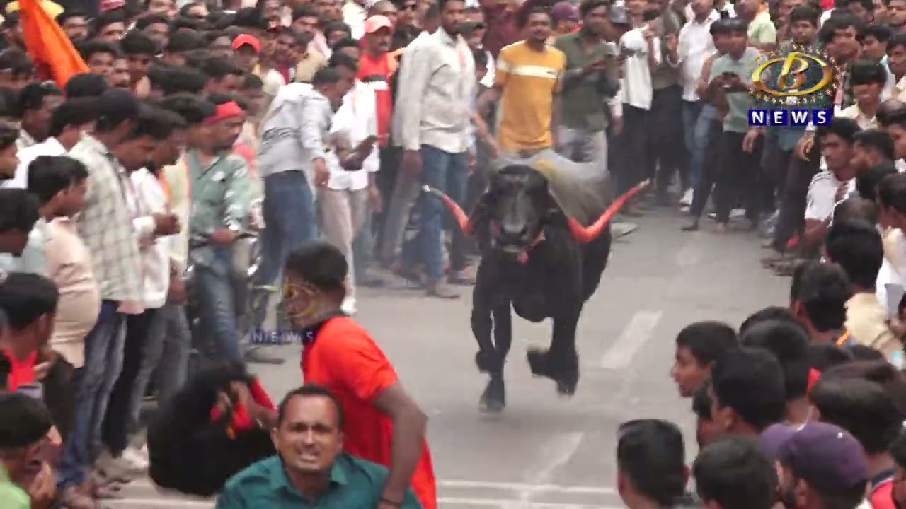 कोल्हापुरात झाल्या म्हैशी आणि रेडकू पळवण्याच्या शर्यती
