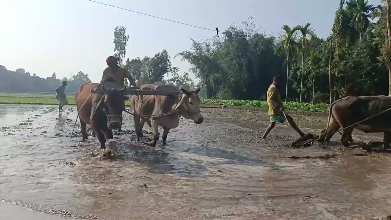 Real Village Life 🐄🌿 | Farming, Animals & Nature | Natural Video | Village #nature #natural #village