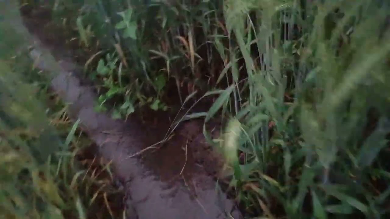 तापमान मायनस में हे आज कैसे सिंचाई करूंगा खेत पर 😯