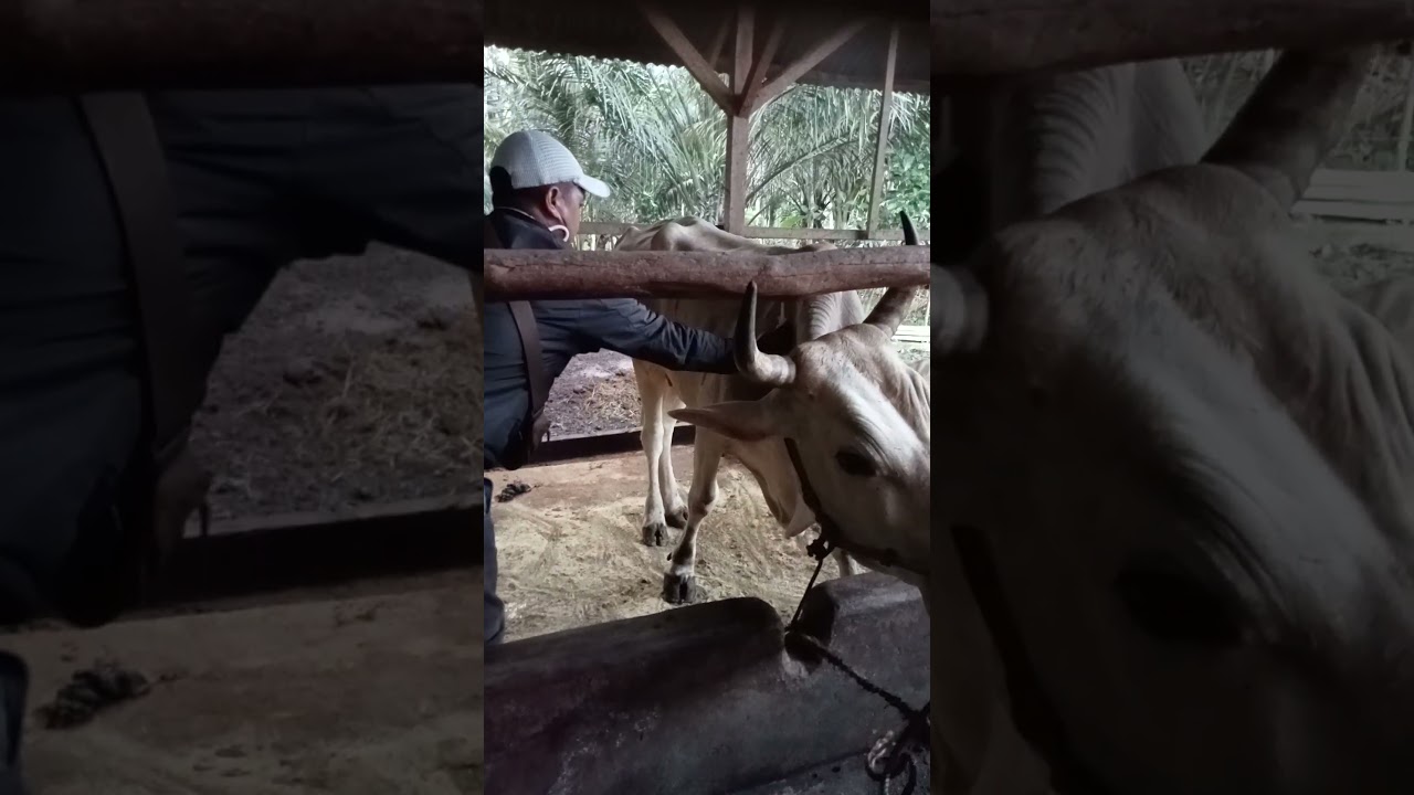 Sapi ganas