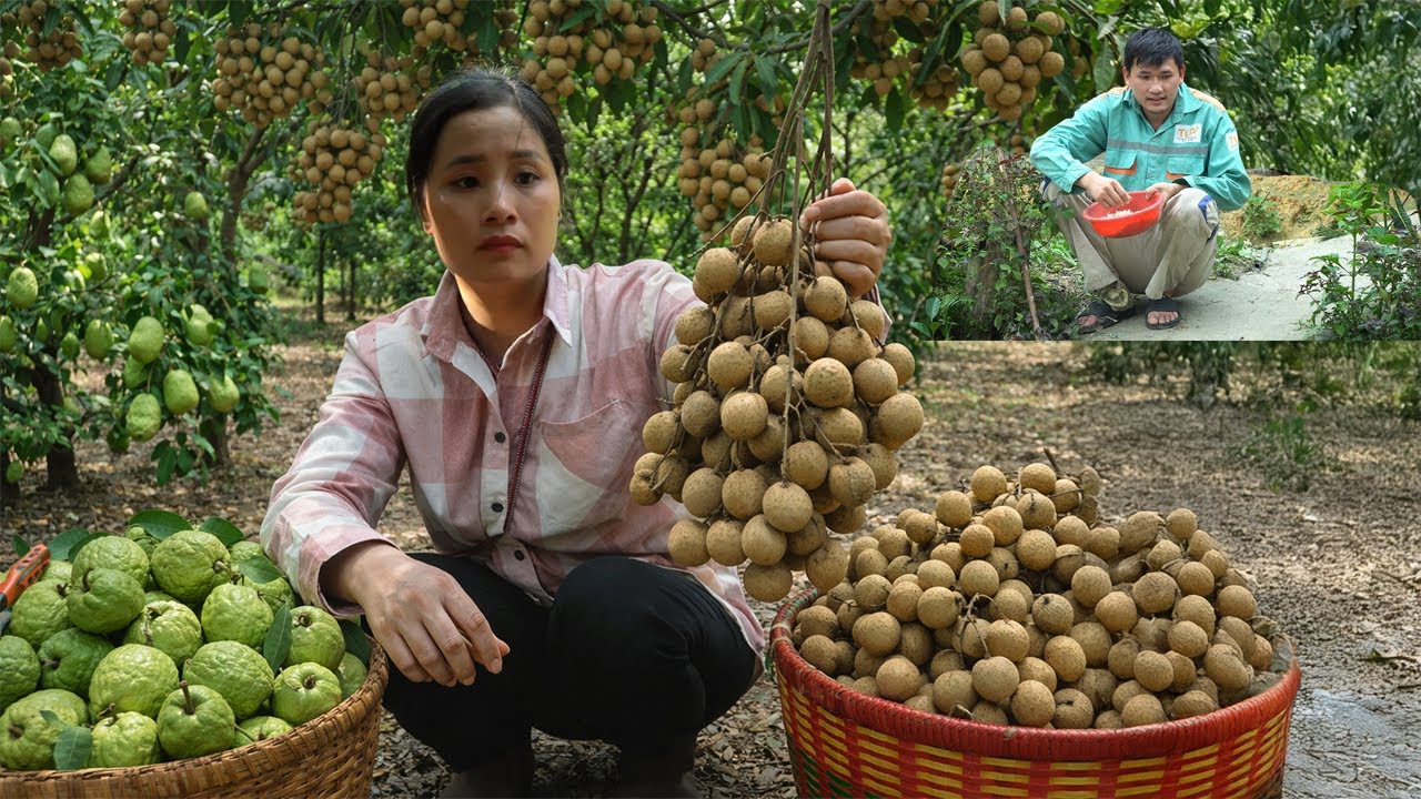 Linda Harvests Longan And Guava To Sell At The Market – Finally Finds Clues About CEO Quang