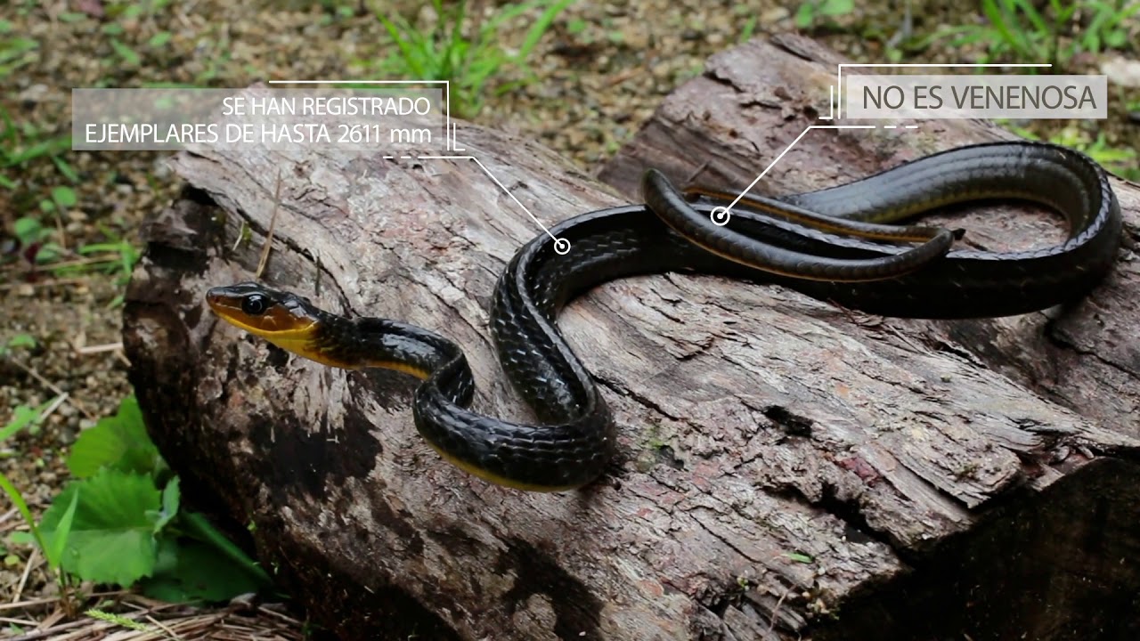 Serpiente Látigo