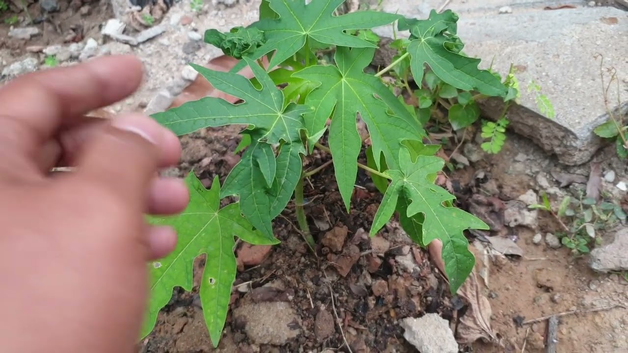 ការមើលថែកូនល្ហុងហូឡែន