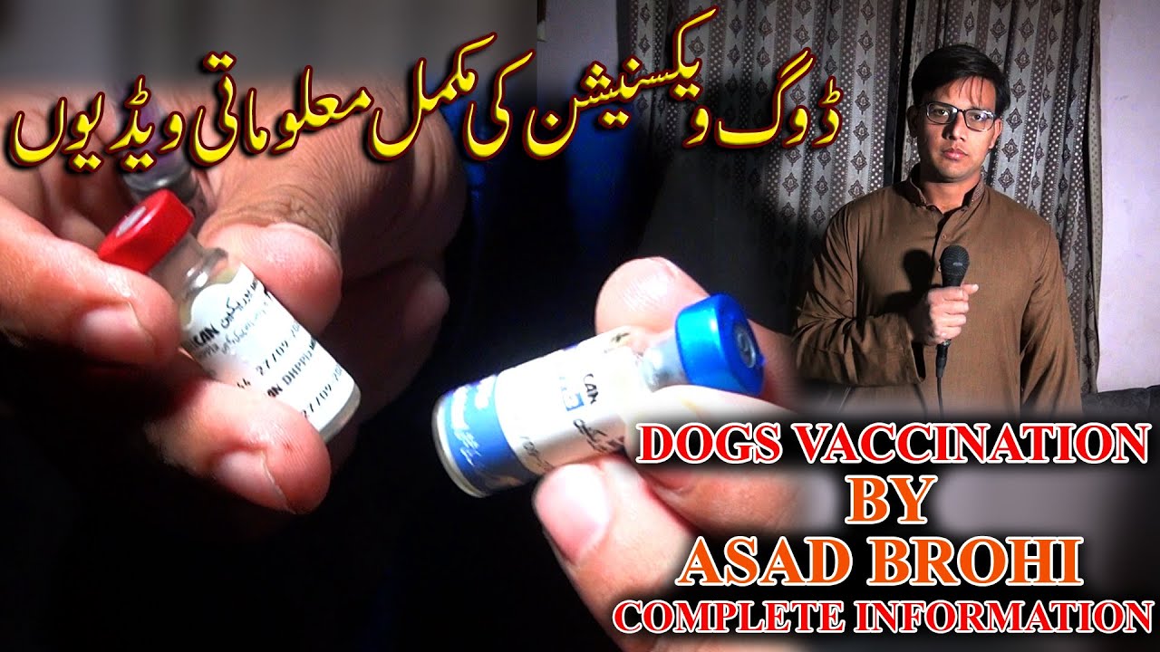 Dogs Vaccination by Asad brohi complete video must watch JAIC In Urdu/Hindi
