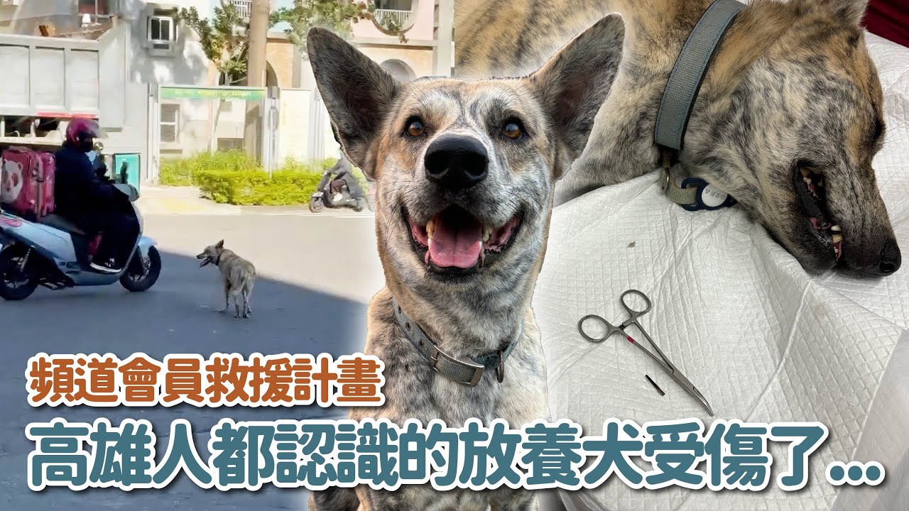 高雄人都認識的放養犬受傷了！｜頻道會員救援計畫