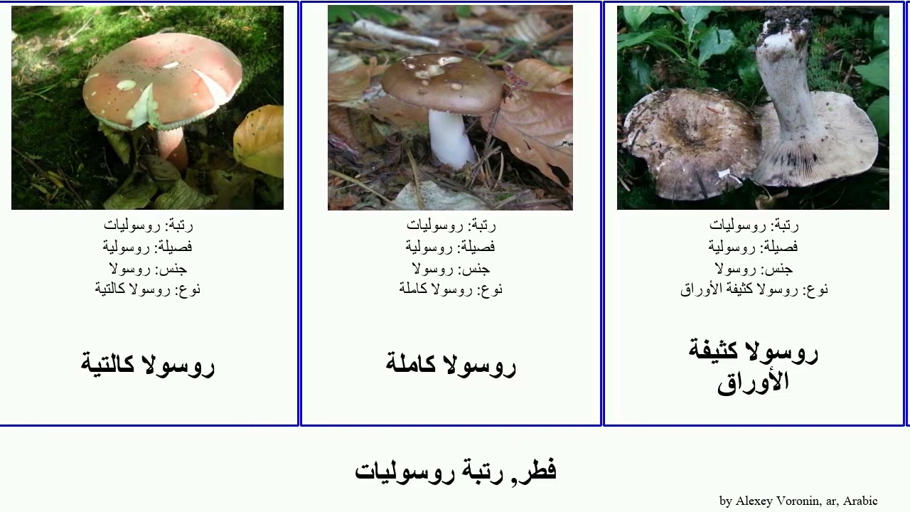 فطر, رتبة روسوليات روسولا fungus مرجاس أرجوانية الساق الأوراق وافرة Life صفراء مقيئة كاملة صغيرة