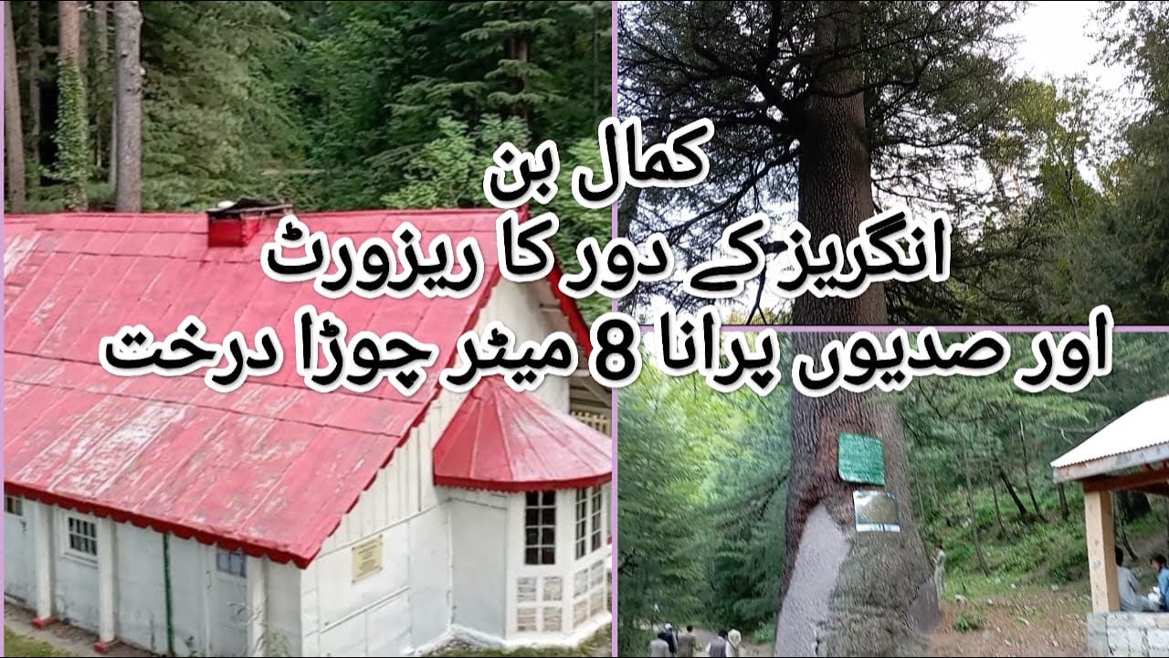 Oldest tree in Pakistan | kamal ban forest | Kamal Ban forest resort and hundreds years old tree