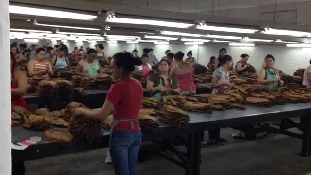 Sorting Tobacco