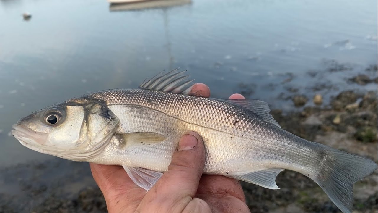 A quick bit of river bassing