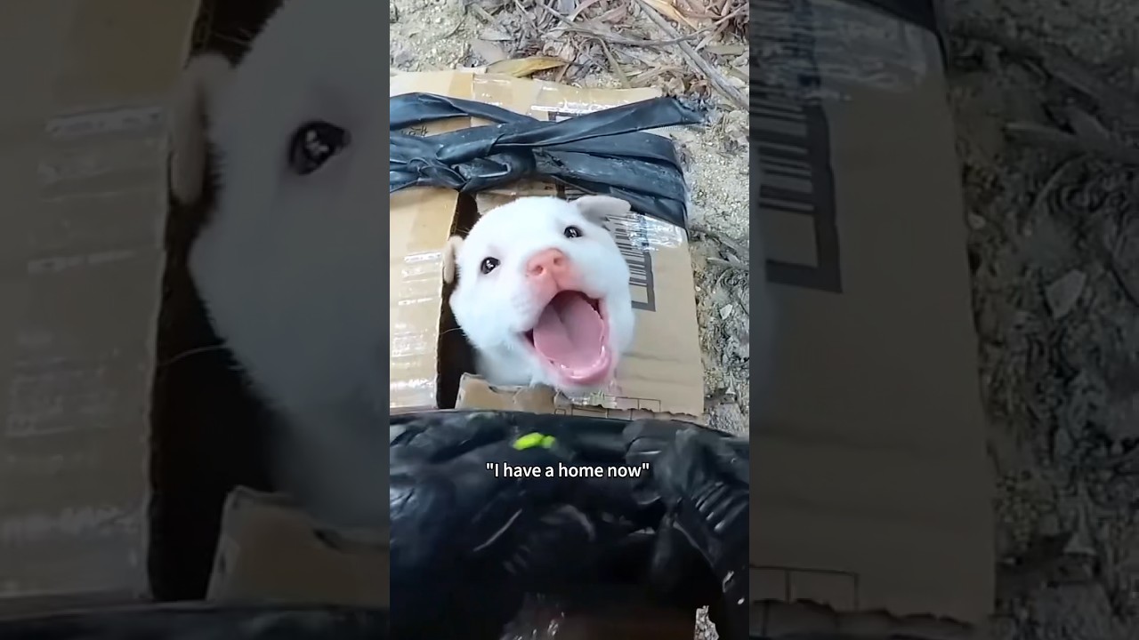 A man meets a stray puppy by chance #shortsvideo #shorts #animals #animalrescue #rescue #cute