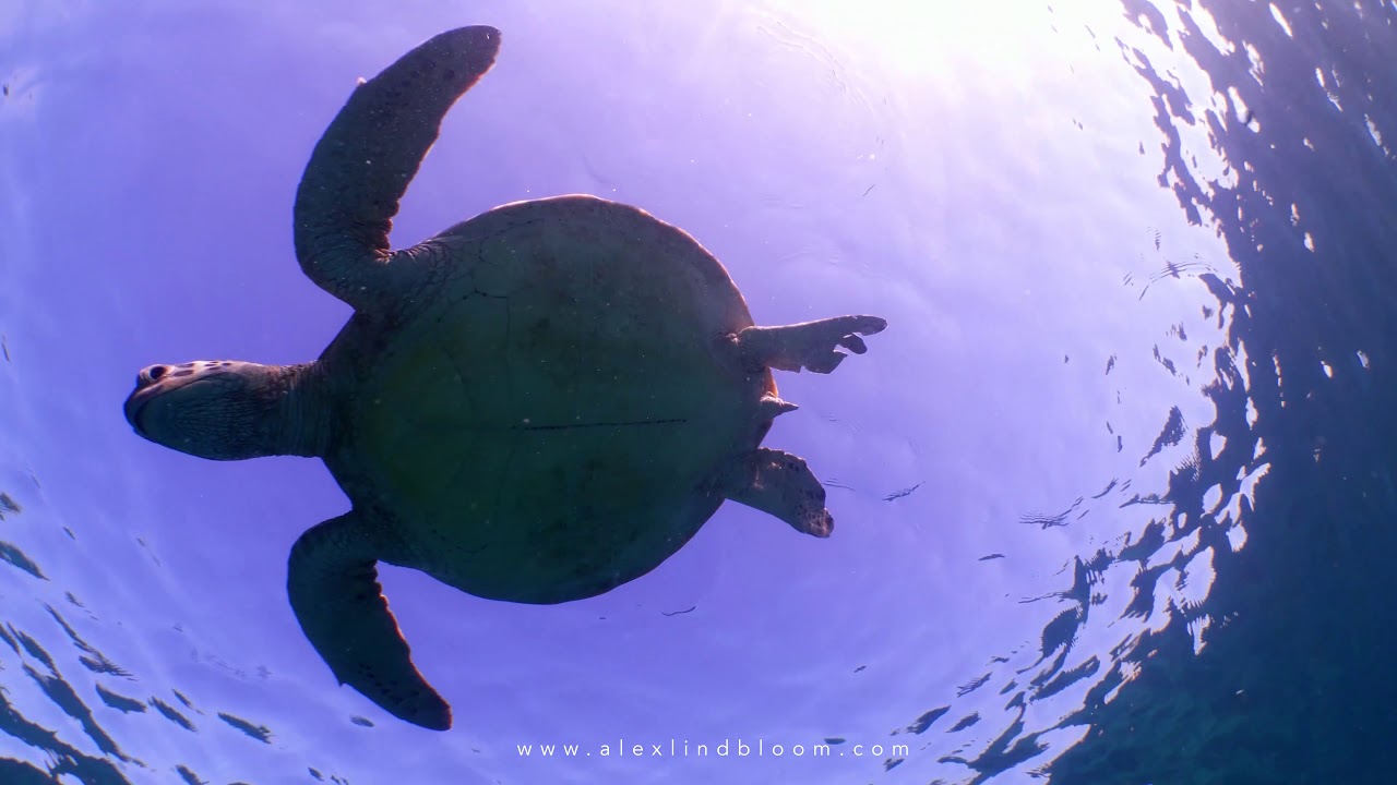 Sipadan and Beyond with Seaventures