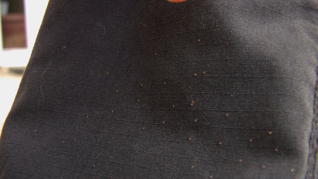 Chiggers! And How to Get Rid of Them