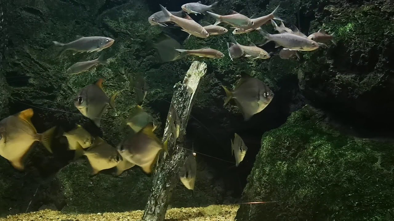 Silver moony fish, Monodactylus argenteus,  ปลาเฉี่ยวหิน