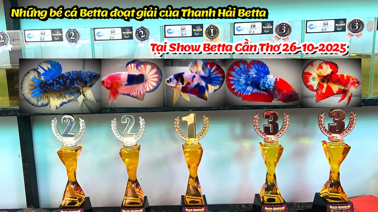 Top những bé cá Betta đoạt giải của Thanh Hải Betta tại Show Cá Betta Cần Thơ 26-10-2025