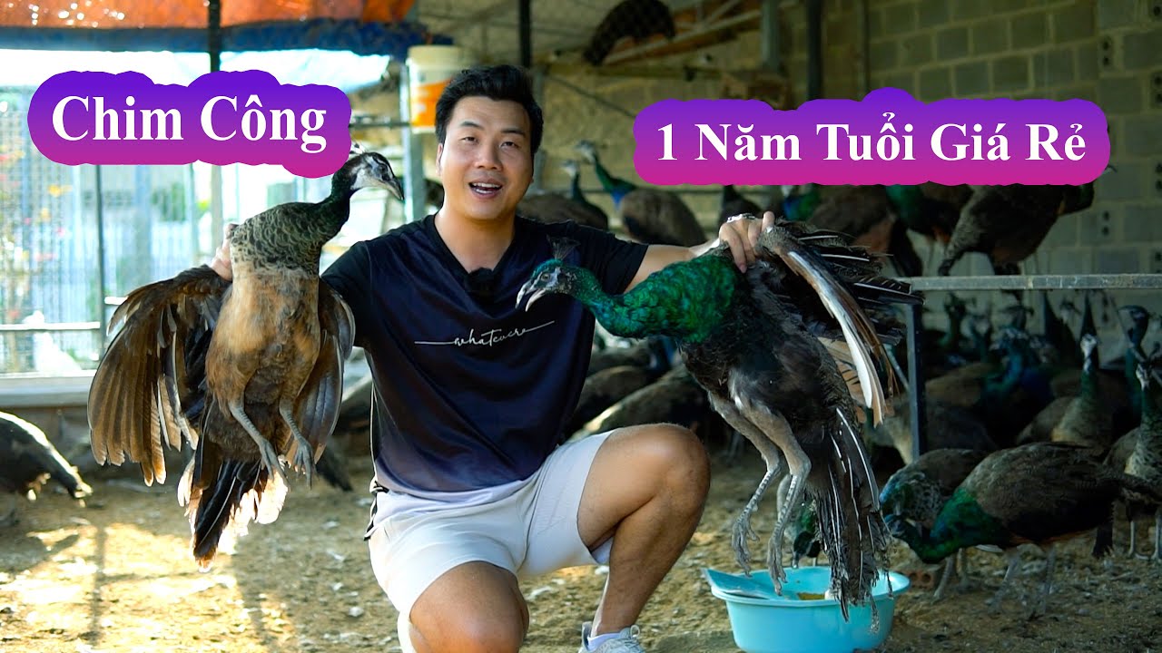 C&ocirc;ng Xanh 1 Năm Tuổi, Cẩn Thận Với C&aacute;c Chi&ecirc;u Tr&ograve; Lừa Đảo