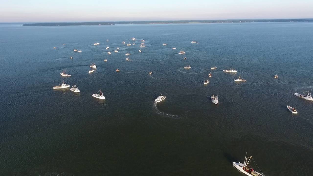Oyster dredging on the Rappahannock, October 2016