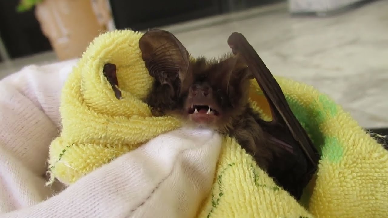 Liam The Long-Eared Bat Pays A Brief Visit