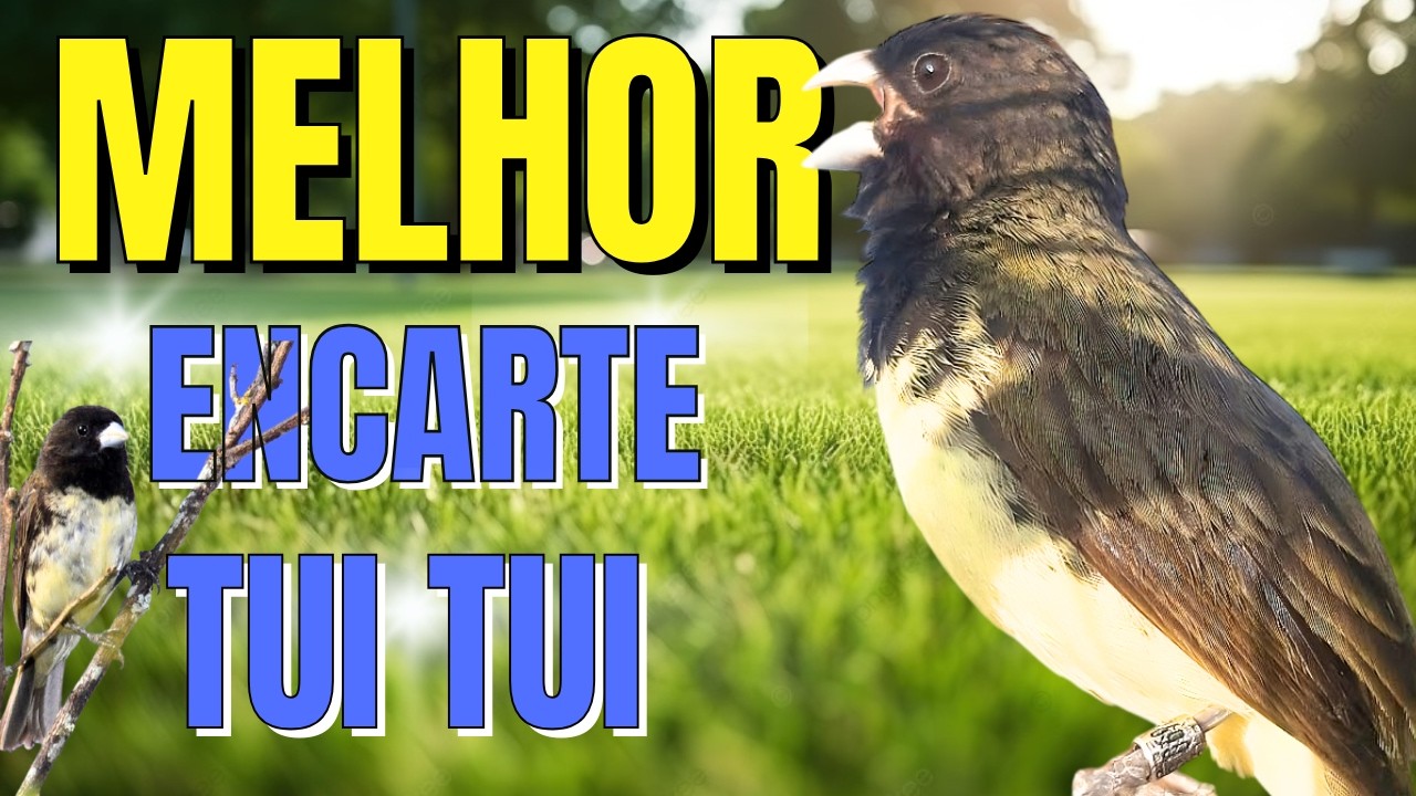 PAPACAPIM TUITUI PARA ENCARTE PAPACAPIM COM PIADO DE FÊMEA DE PAPA CAPIM PARA ESQUENTAR PAPACAPIM