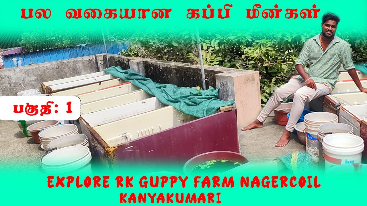 இப்படி எல்லாம் கூட கப்பி மீன்கள் இருக்கிறதா | EXPLORE R.K GUPPY FARM|PART1 #kanniyakumari #nagercoil
