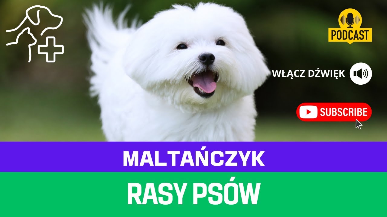 Czy Maltańczyk to pies dla Ciebie? Sprawdź!
