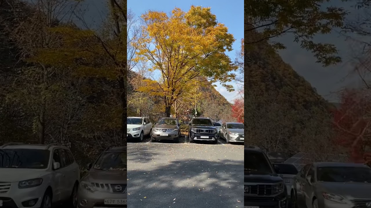 Autumn 🍂 leaves Korea #autumn #autumnleaves #autumnkorea #tamilan #koreatamilan