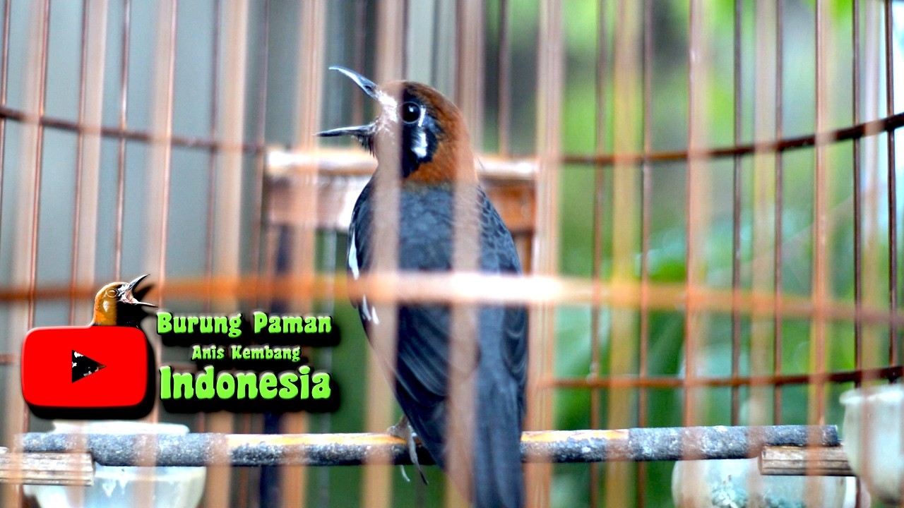 SUARA ANIS KEMBANG LIAR ANIS KEMBANG LAINLANGSUNG IKUT BUNYI  #aniskembang