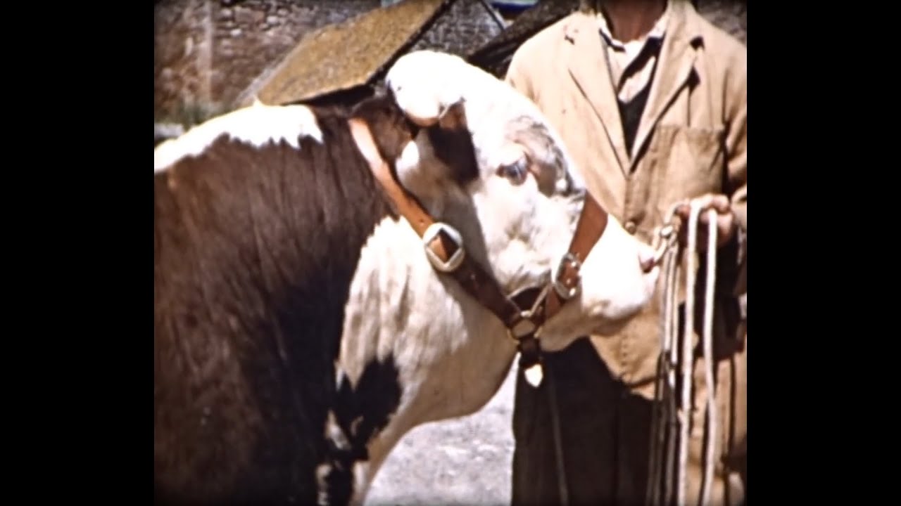 The Better The Breed 1953 Short Film