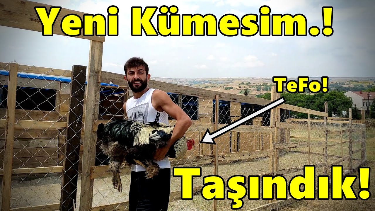 Tavuklar Yeni Kümeste.!-HindiLer Jilet Kamile Kafa Tutuyor.!-#Tekirdağ#hindi#tavuk#civciv#gurk