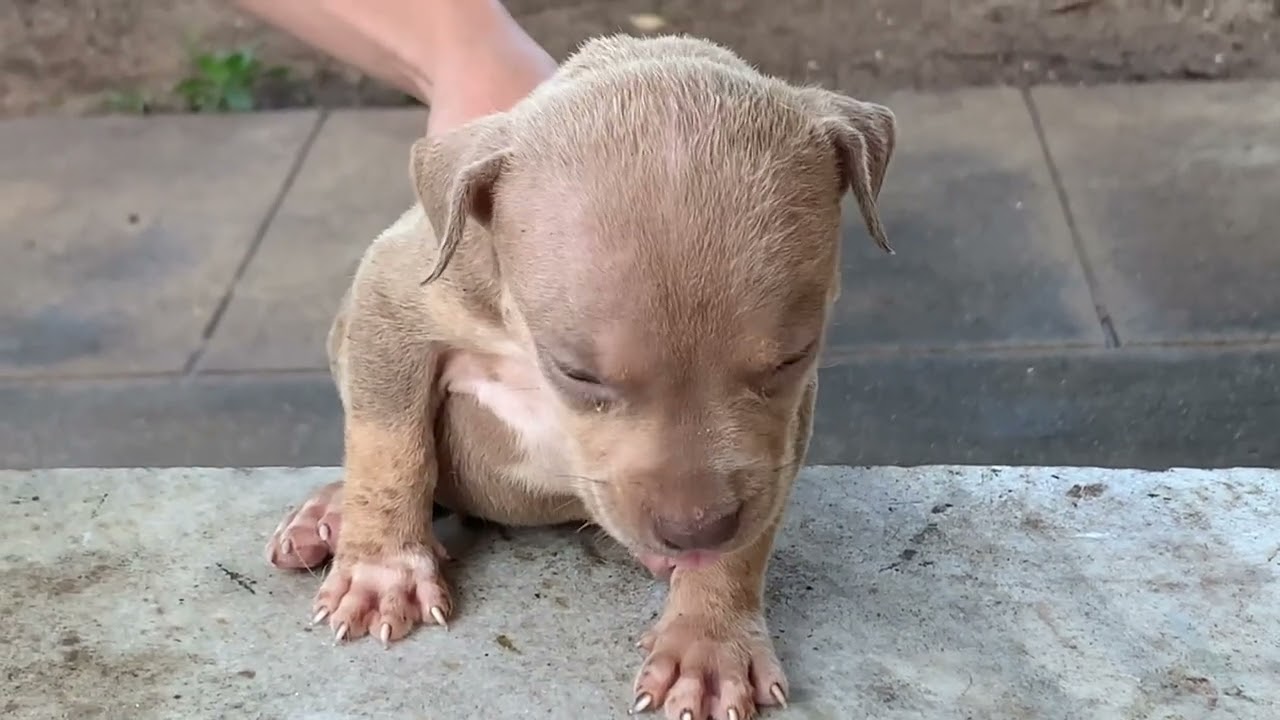 Borbomonster, atualização da ninhada FECHADOS NO BARAKA E BEARZILLA ✅🦾