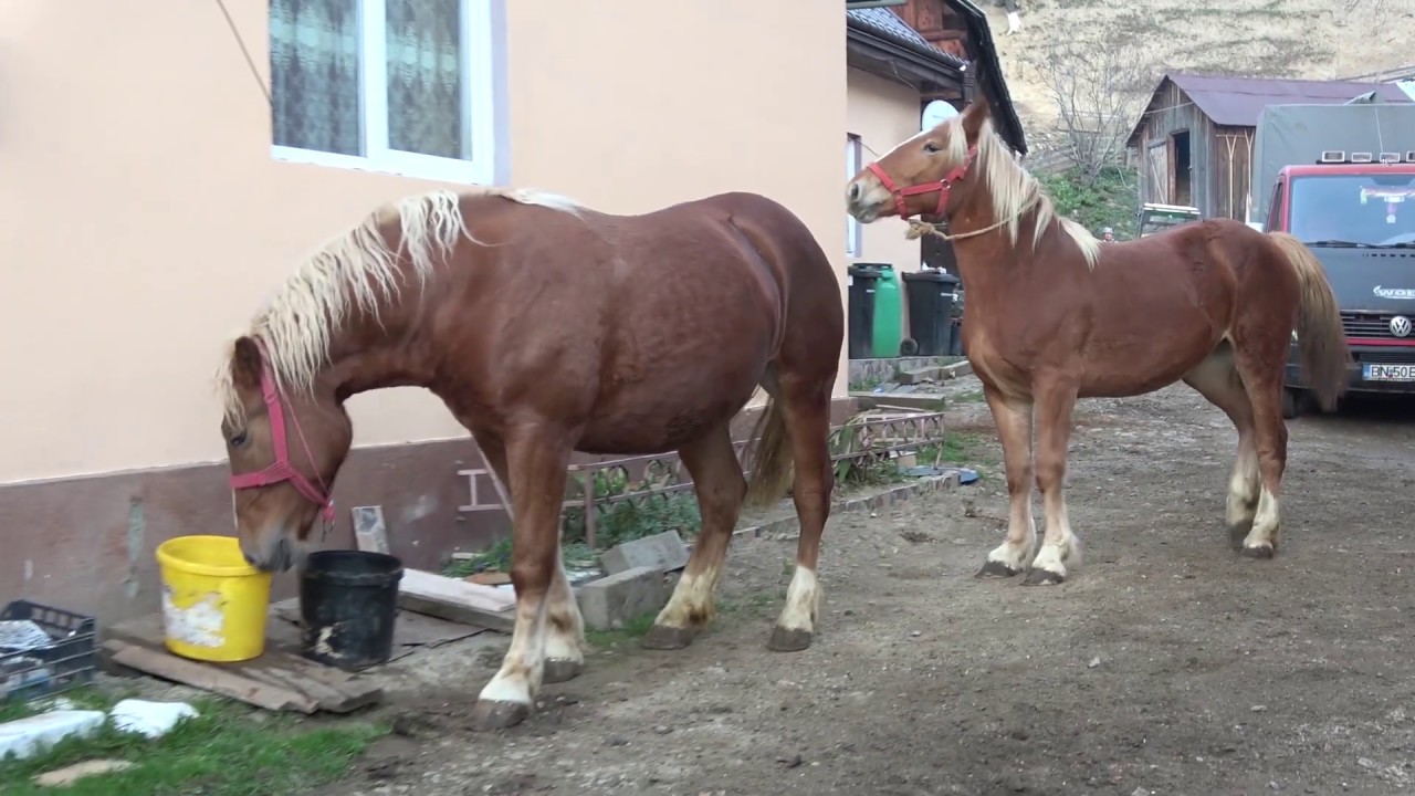 Caii domnului Nicolae de la Rodna, Bistrita  2018