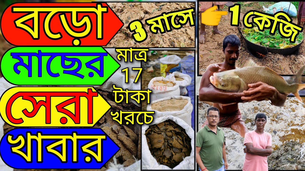 বড়ো মাছের সেরা খাবার। মাত্র ১৭ টাকা খরচে! ৩ মাসে ১ কেজি। Fish Farming in West Bengal.#viral #video