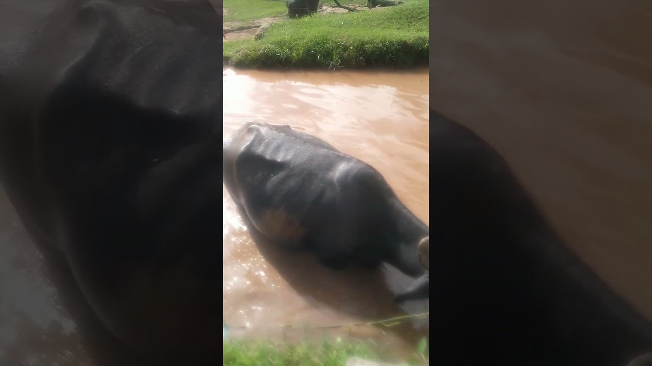 buffalo is swimming #flood #unfrez #landslide #news #beautiful #waterfall #monsoon #rescue