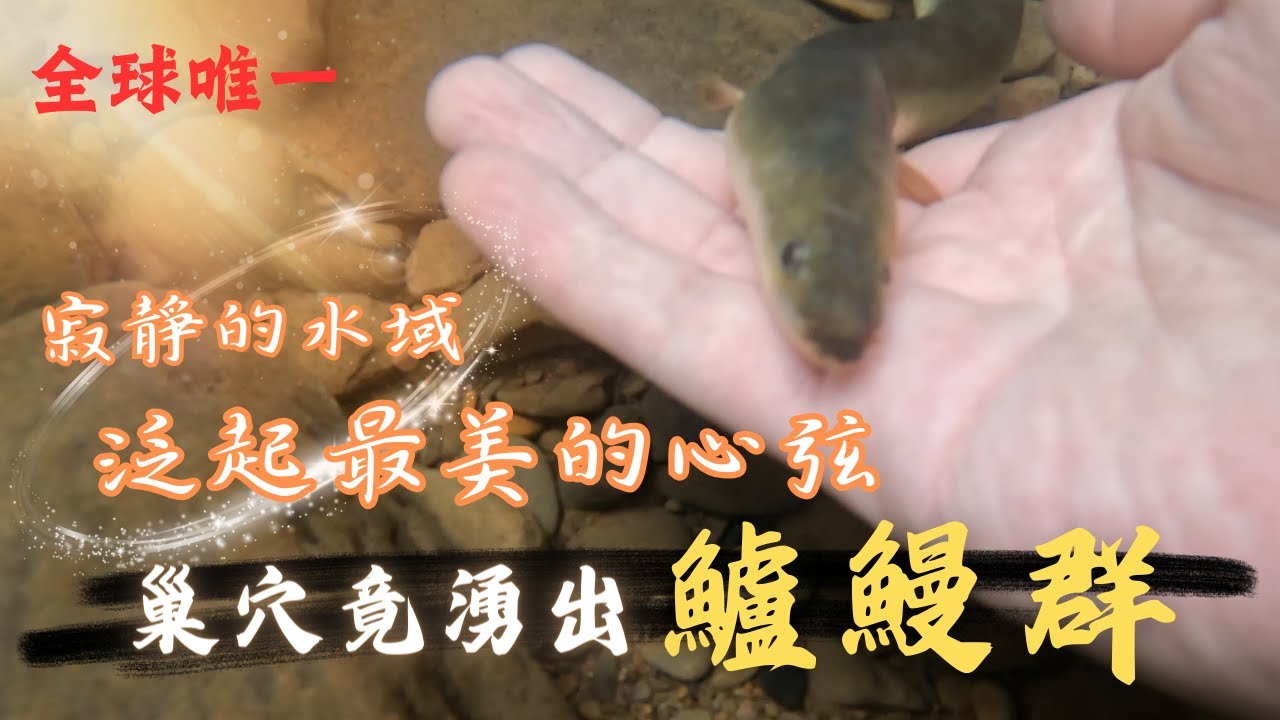 【4K】相遇稀有象白鱸鰻，很難不悸動。
