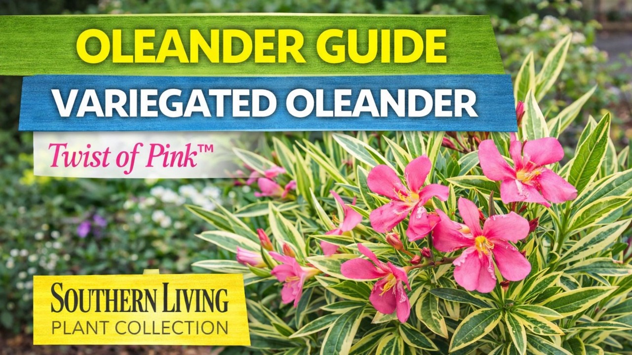 Twist of Pink™ Variegated Oleander | Oleander nerium 'Planst' | Evergreen