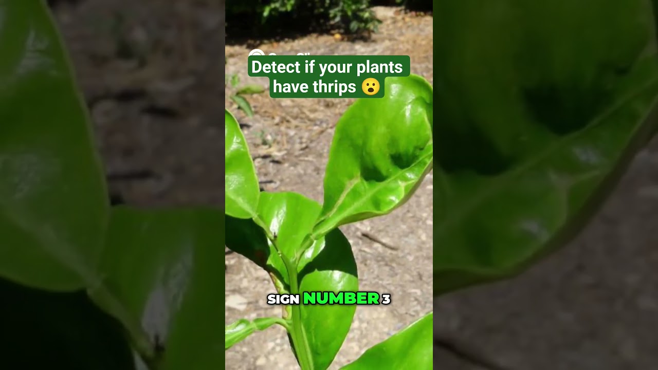 #thripscontrol #thrips #pestsolutions #geneticsgrowers #agriculture #agriculturewithpurpose