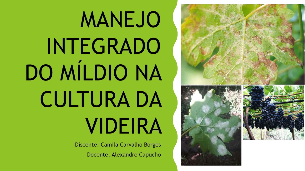 MANEJO INTEGRADO DO M&Iacute;LDIO NA CULTURA DA VIDEIRA - FITOPATOLOGIA APLICADA