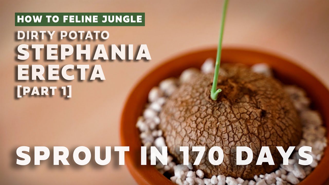 Stephania Erecta Sprouted! Caudex Plant Care & Bulb Growth Update [170 Days] [Part 1]
