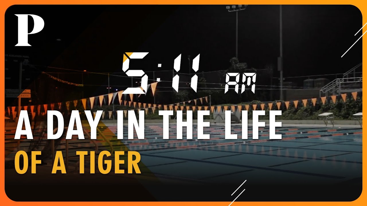 A Day in the Life of a Pacific Tiger