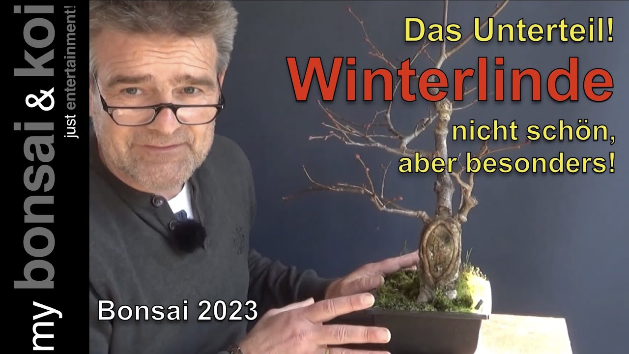 Bonsai 2023-28 - Winterlinde - das Unterteil - nicht schön, aber besonders!