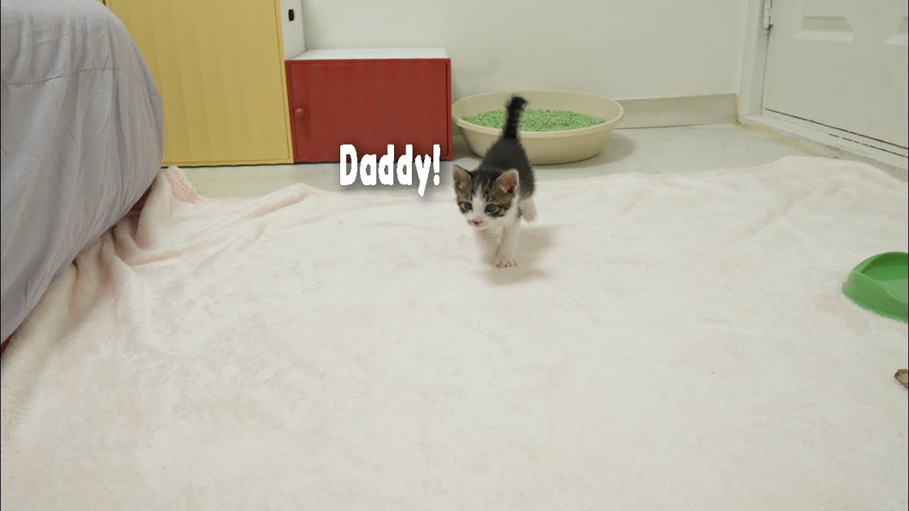 If I call a Kitten 100 times, he comes running to me 100 times