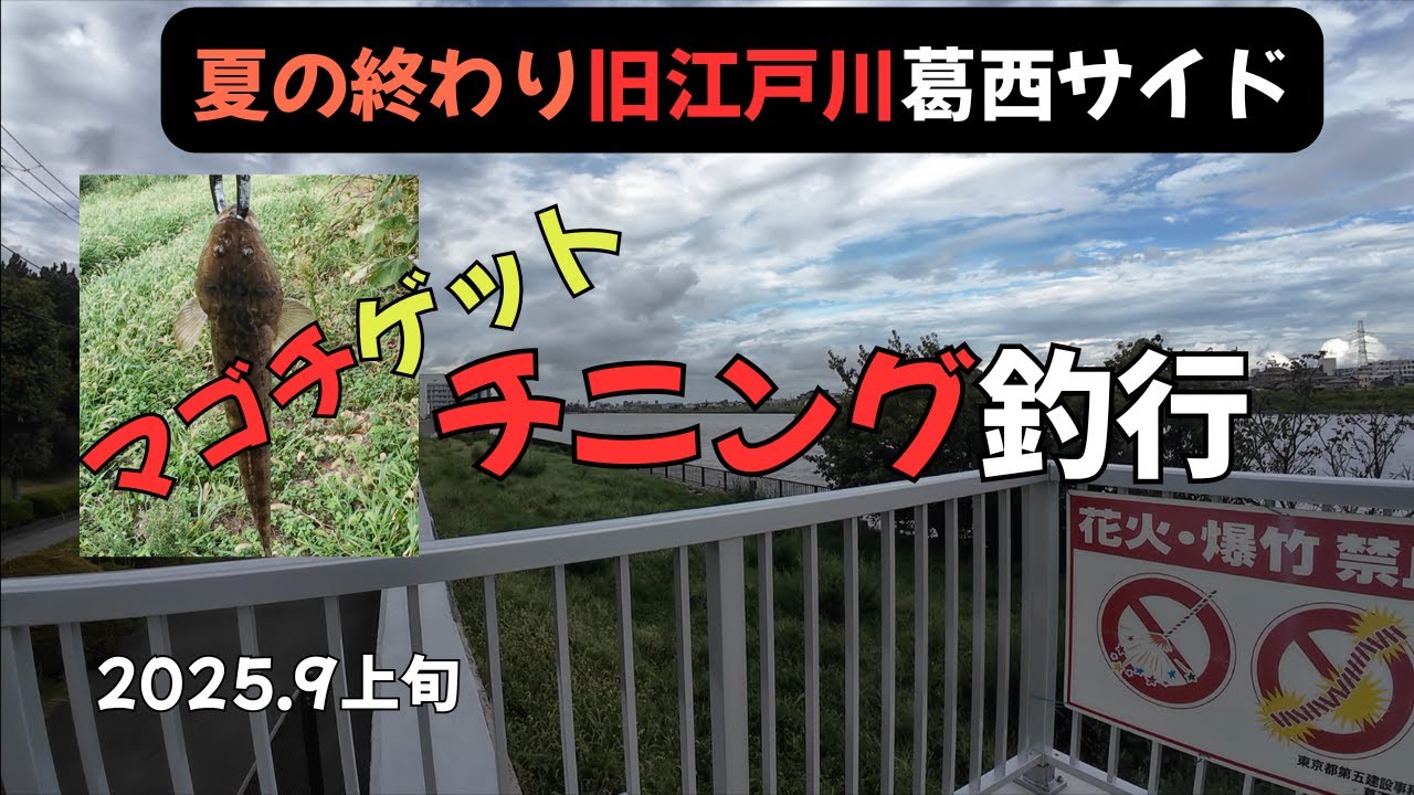 フリーリグでチニング 可愛いマゴチゲット！【旧江戸川葛西サイド】
