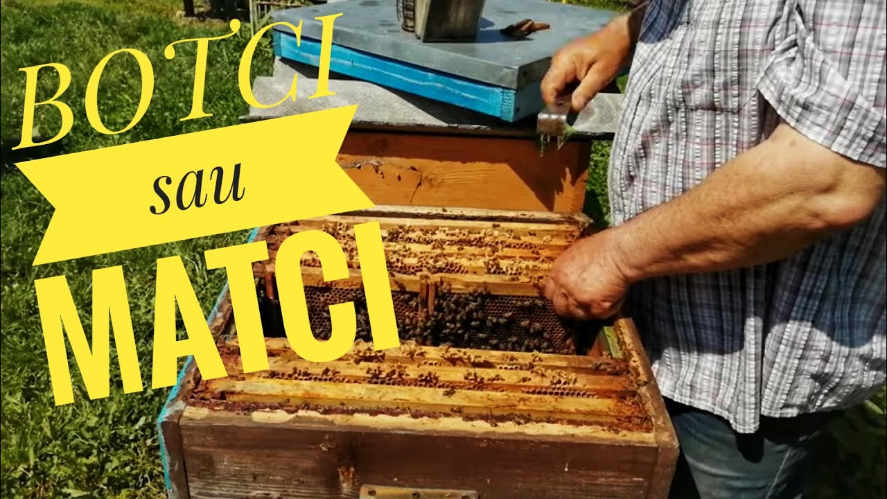 BOTCI SI MATCI PRIN TRANSVAZARE SIMPLĂ.